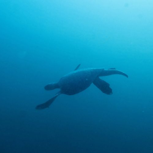 SCUBA DIVING COIBA NATIONAL PARK